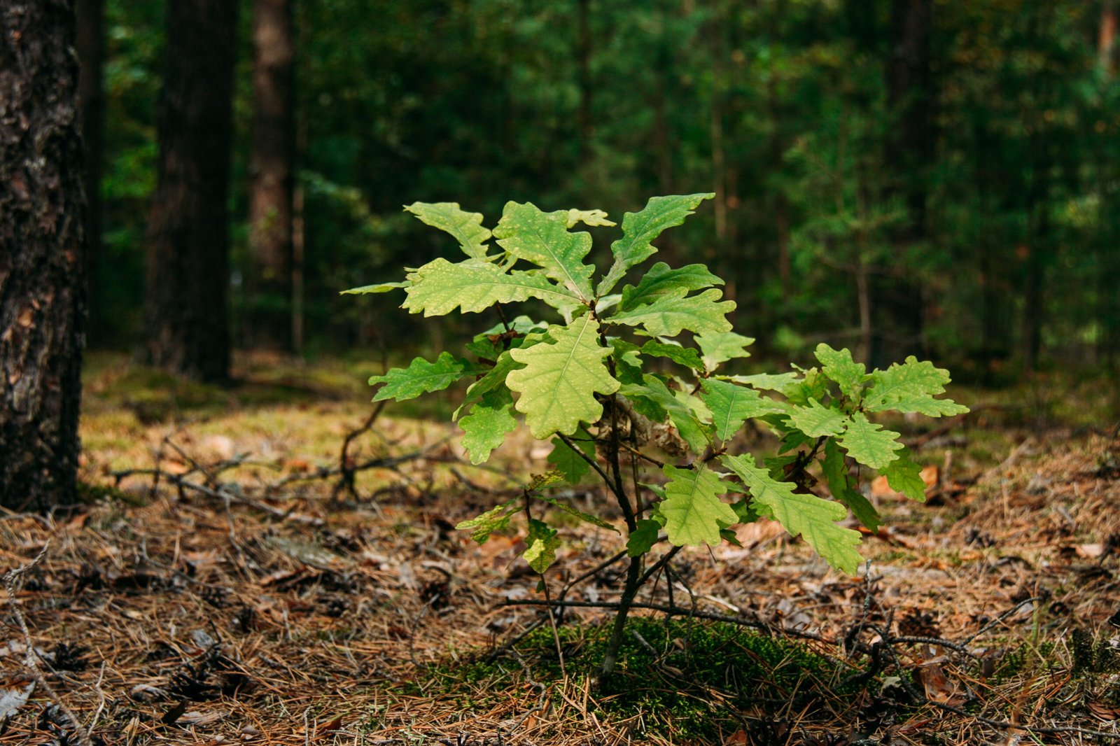Young oak sprout